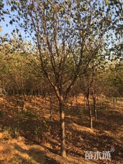 高杆早樱