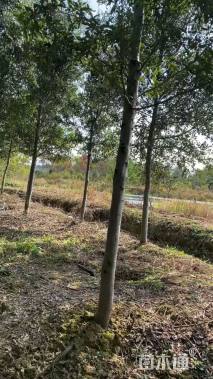 16公分北美红栎