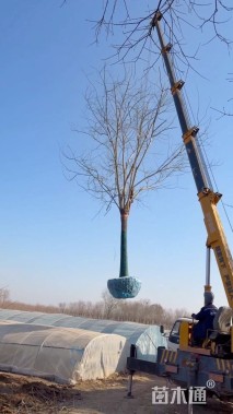 冠幅120厘米金叶榆球