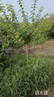 高度300厘米蜡梅