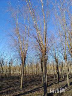 15公分金丝垂柳