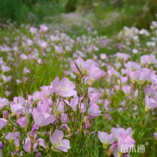 高度30厘米月见草