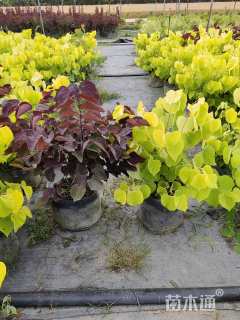 高度200厘米紫荆