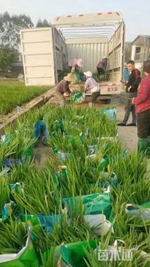 高度60厘米西伯利亚鸢尾