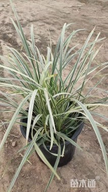 高度30厘米玉带草