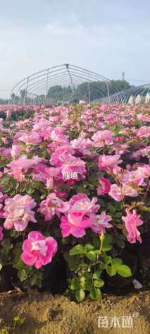 高度50厘米丰花月季