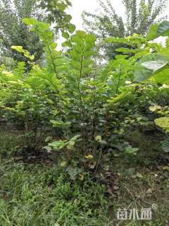 高度250厘米丛生紫荆