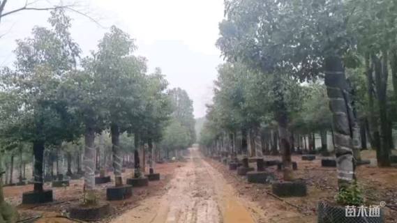 16公分香樟