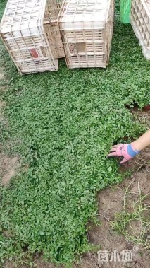 高度20厘米姬岩垂草