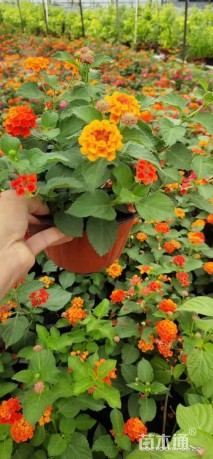 高度20厘米福禄考