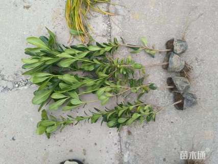 高度30厘米海桐