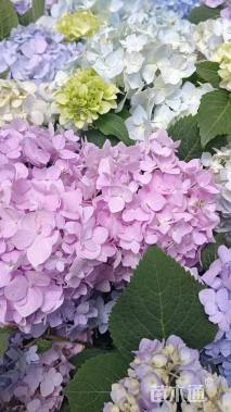 高度30厘米绣球