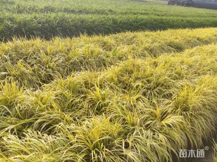 高度20厘米石菖蒲