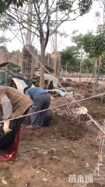 8公分紫花风铃木