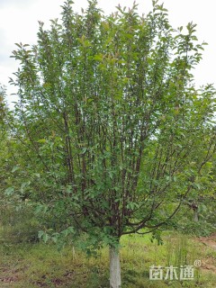 12公分绚丽海棠