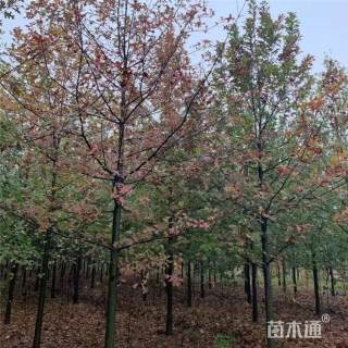 15公分北美枫香