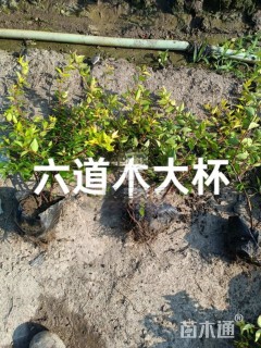 大花六道木小苗