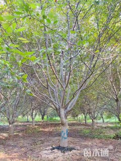 20公分草莓果冻海棠