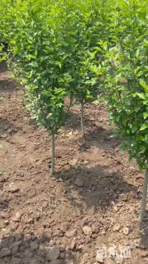 高度100厘米木槿