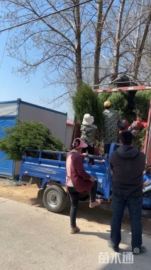 高度200厘米河南桧