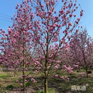 10公分二乔玉兰