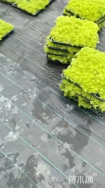 高度5厘米金叶佛甲草