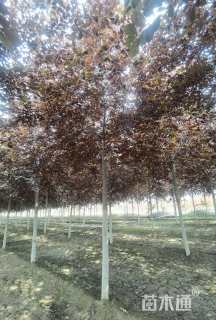 10公分紫叶稠李