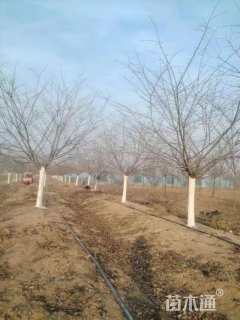 14公分染井吉野樱