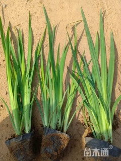 高度30厘米黄菖蒲