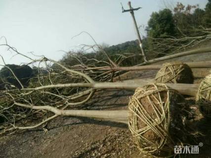 20公分黄山栾树