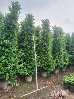 高度200厘米火山榕