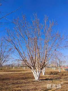 高度800厘米丛生元宝枫