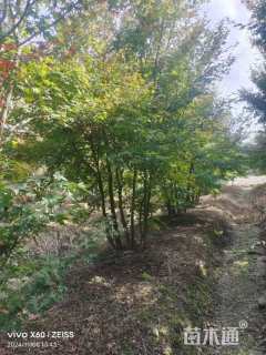 高度350厘米丛生鸡爪槭