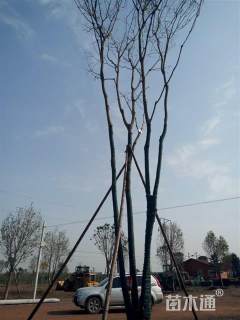 50公分丛生无患子