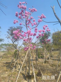 9公分紫花风铃木