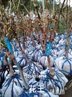 高度60厘米牡丹