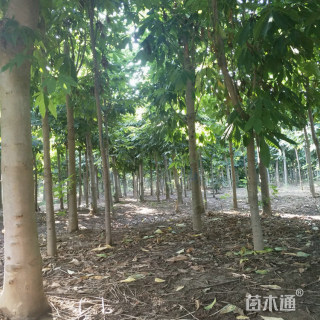 15公分七叶树