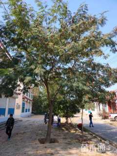 14公分合欢