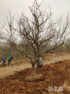 高度280厘米果石榴