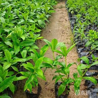 高度20厘米硬枝黄蝉