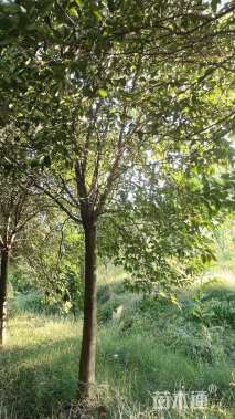 10公分大叶女贞