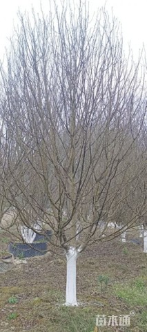 10公分熟货八棱海棠