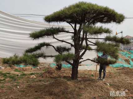 高度250厘米黑松