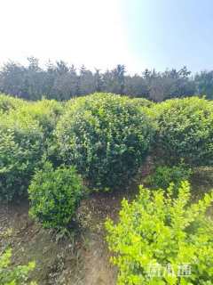 冠幅100厘米金叶女贞球