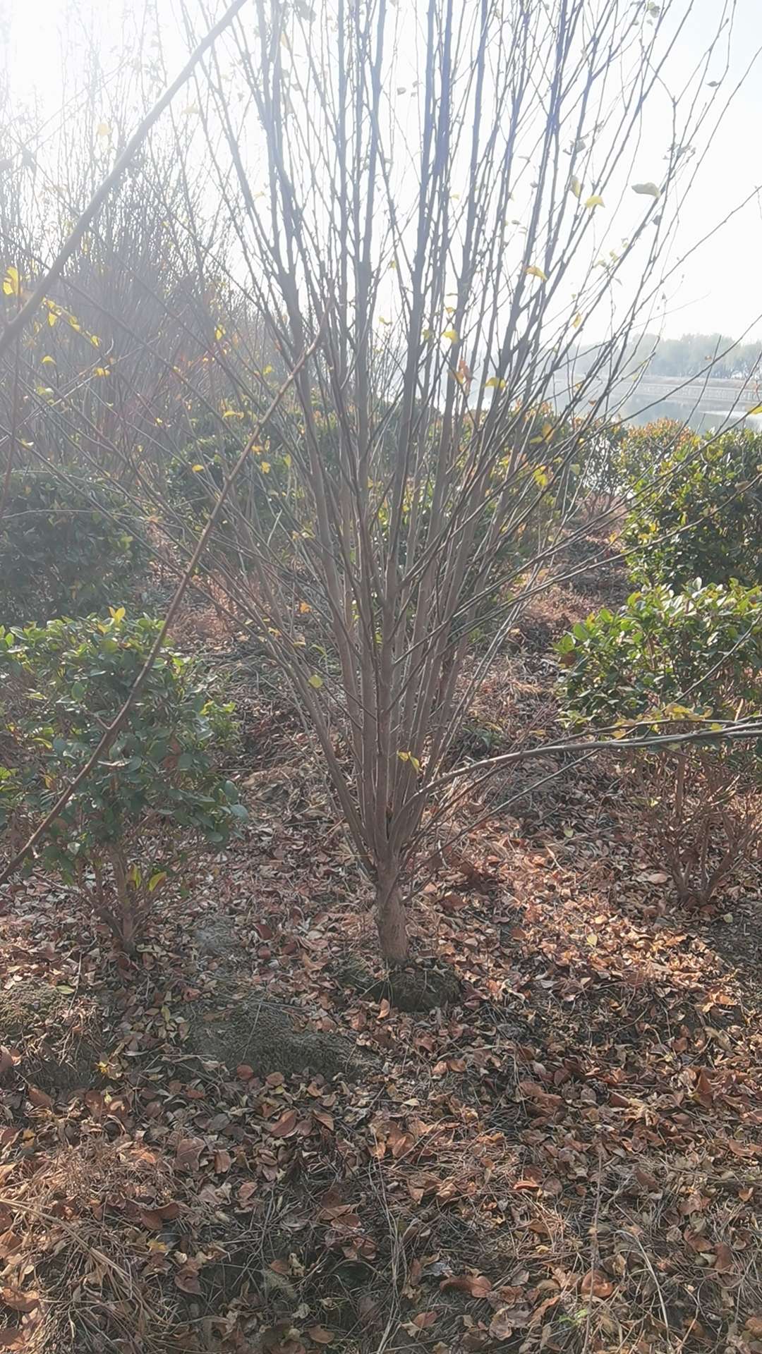 高度300厘米木槿