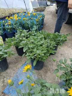 旱金莲种子旱金莲种子