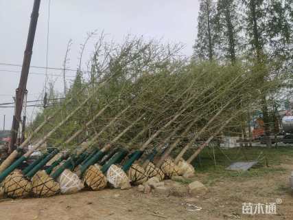 20公分银杏