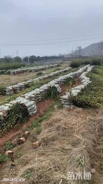 高度100厘米油茶