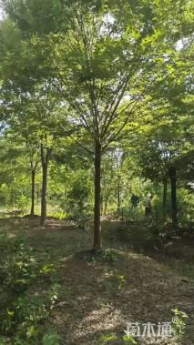 18公分榉树