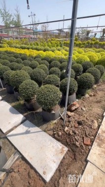 冠幅120厘米龟甲冬青球